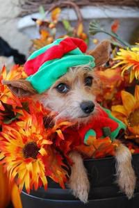 Check out this cutie from a past contest!