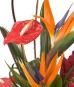 Tropical Designs