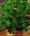 Green Plants