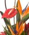 Tropical Designs
