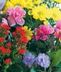 Flowering Plants