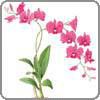 Orchid, Dendrobium
