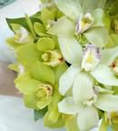 Orchids