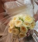 White Garden Roses
