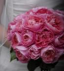 Pink Garden Roses