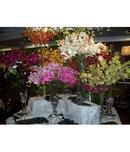 Silk Orchids