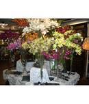Silk Orchids