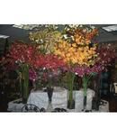 Silk Orchids