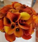 Mini Calla Lilies