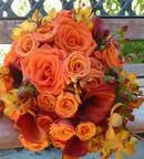 Shades of Orange