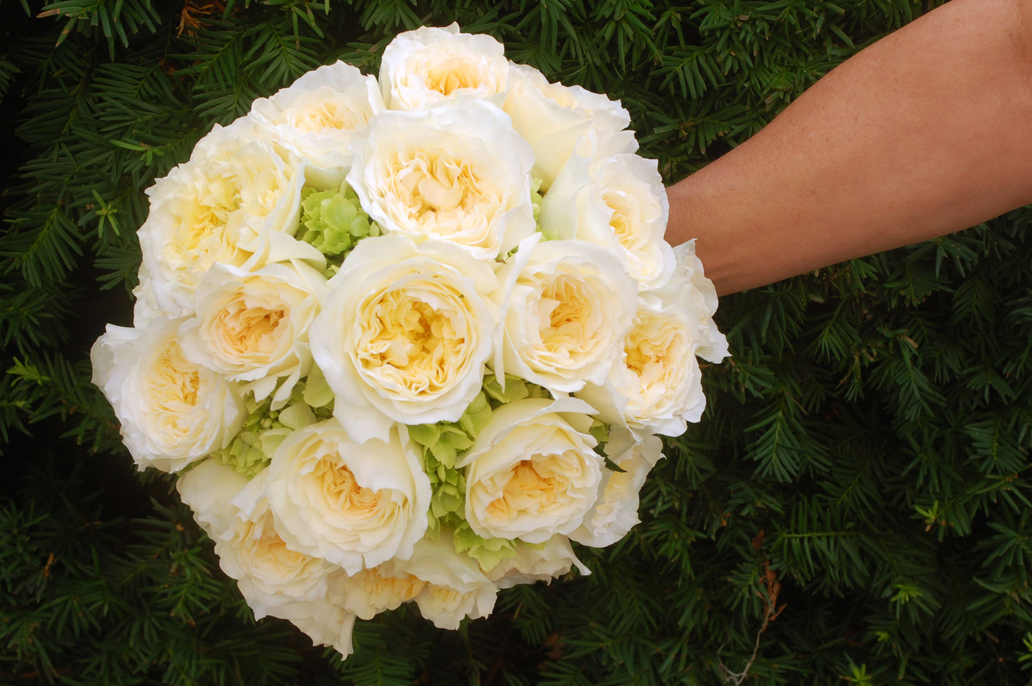 Garden Rose And Hydrangea Bouquet bridal bouquets Garden Rose And Hydrangea Bouquet bridal bouquets