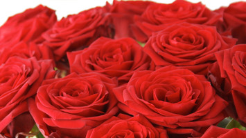 Valentine's Roses 