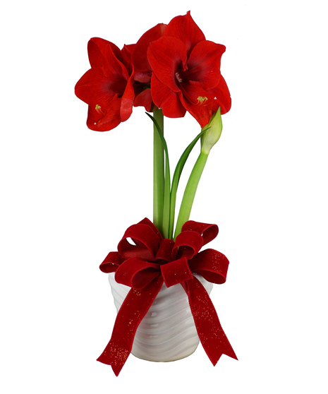 Amaryllis