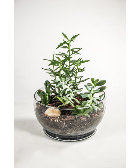 Succulent Terrarium