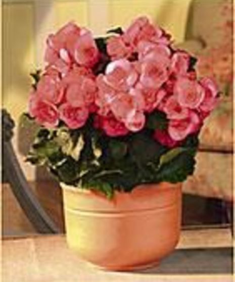 Begonia Plant