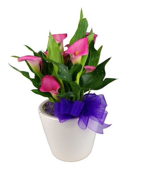 Calla Lily