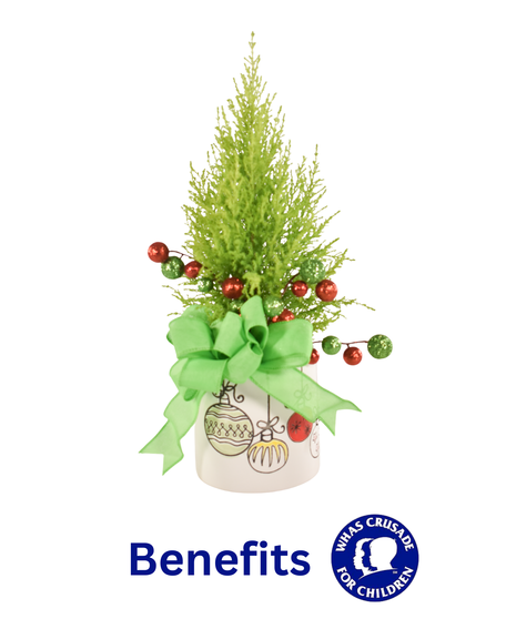 CHRISTMAS CYPRESS