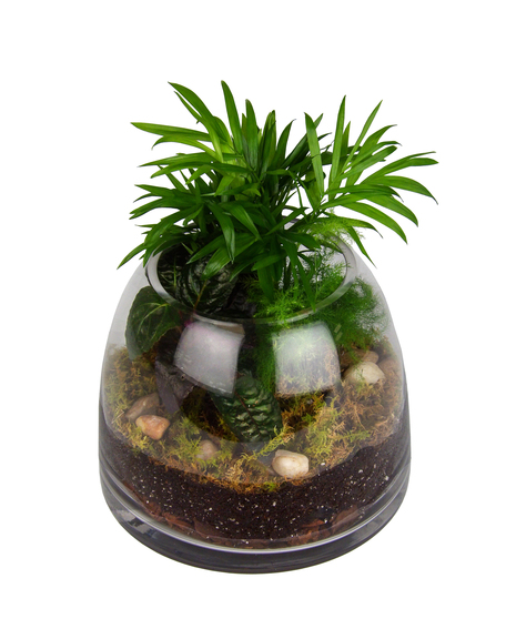 Desktop Terrarium