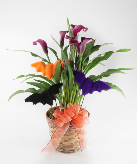 Halloween Calla Lily