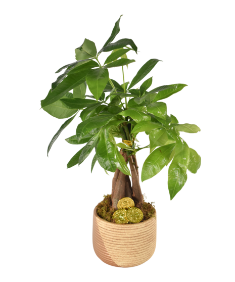 Mystic Money Tree