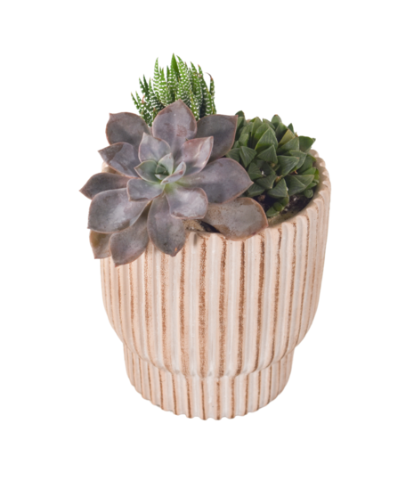 Succulent Garden