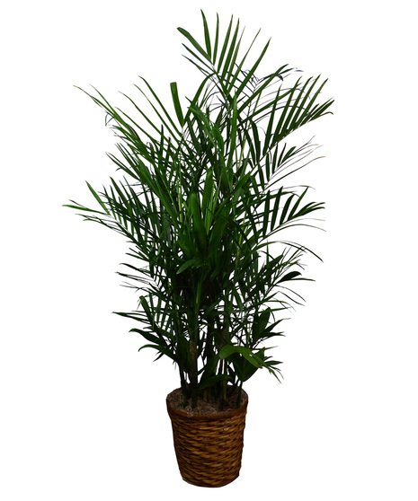 Palm Plant