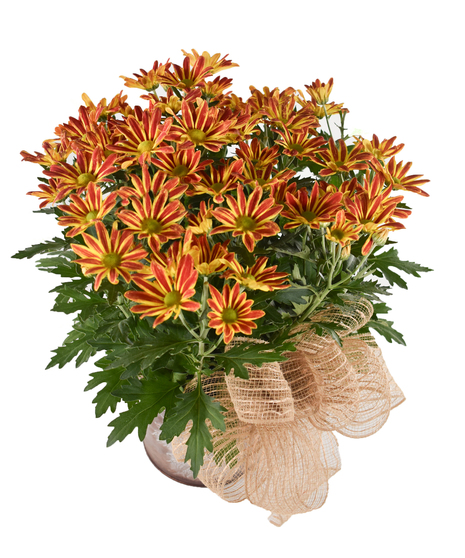Autumn Sun Pelee Mum Plant