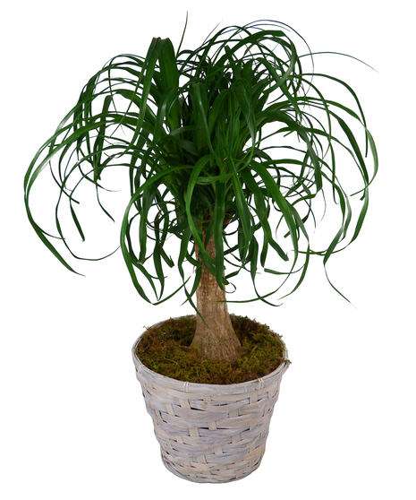 Ponytail Palm Plant