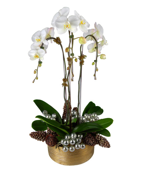 Silver & Gold~ Triple Waterfall Orchid Plant