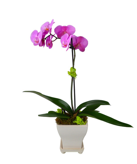 Single Stem Phalaenopsis Orchid Plant