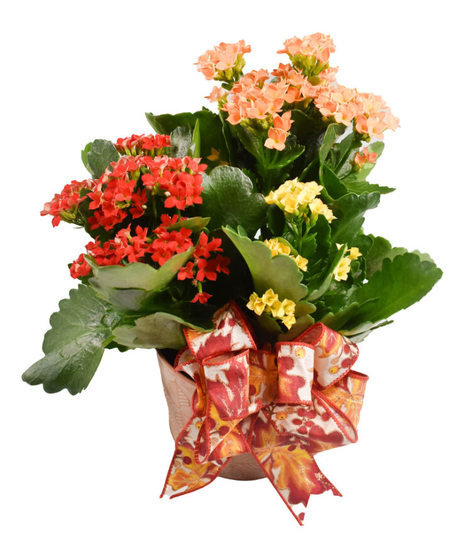 Autumn Colorburst Kalanchoe