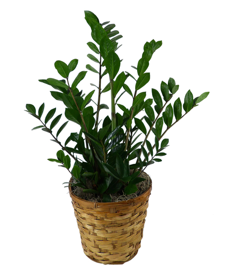 Zee Zee Plant