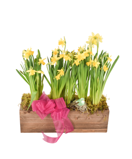 Delightful Daffodils