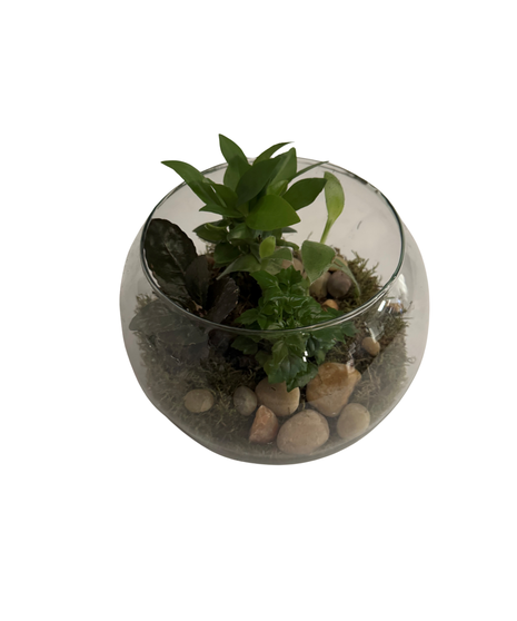 Green Sanctuary Terrarium