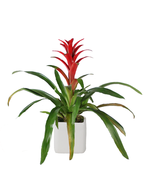Bromeliad Plant