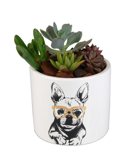 Desktop Dog Planter with Succulents