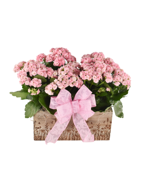 Flowering Plants