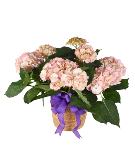 Flowering Plants