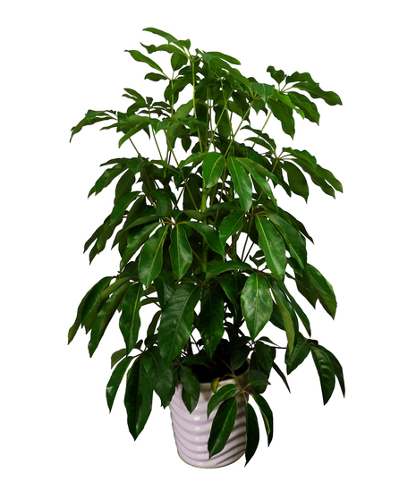 Amate Schefflera