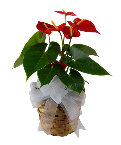 Anthurium Plant