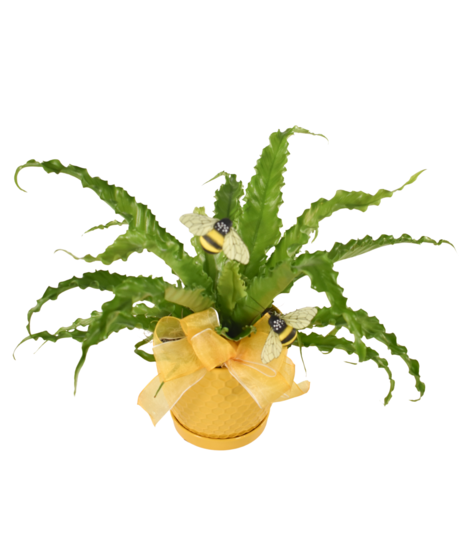 Bee Happy Birdnest Fern