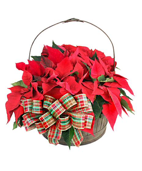 Basket of Poinsettias