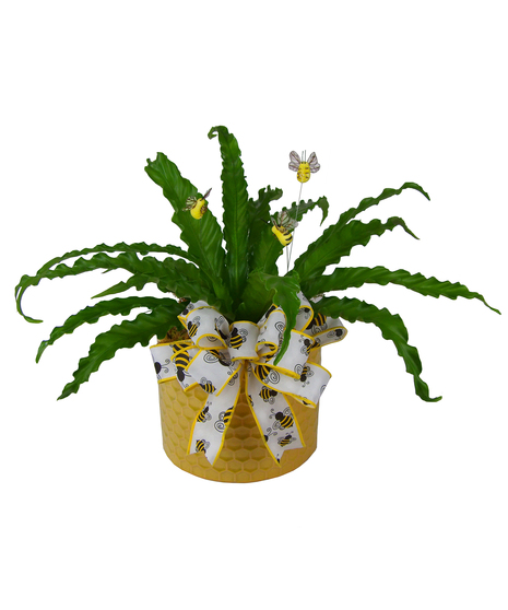Bee Happy Birdnest Fern