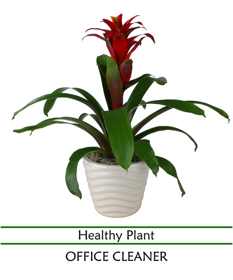 Bromeliad