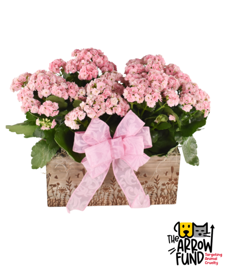 Flowering Plants