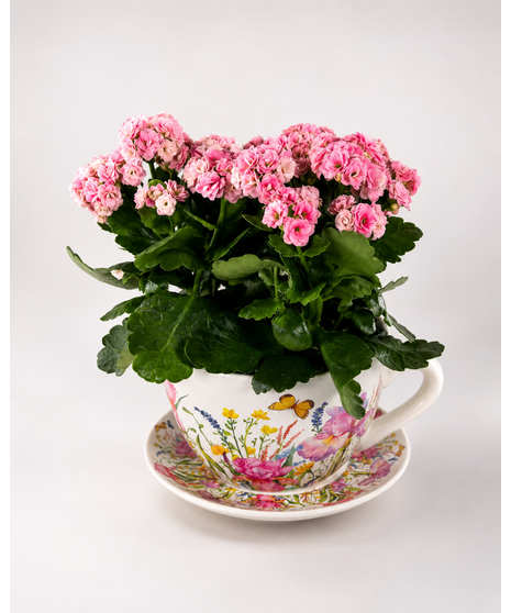 Flowering Plants