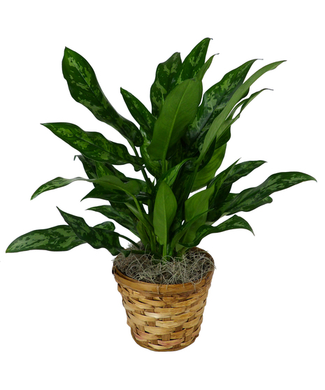 Chinese Evergreen Plant