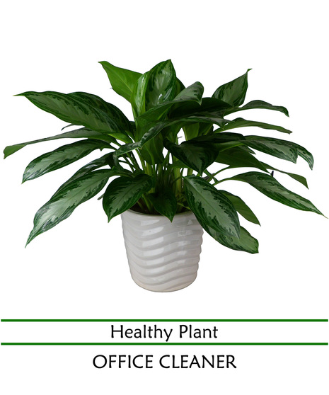 Chinese Evergreen