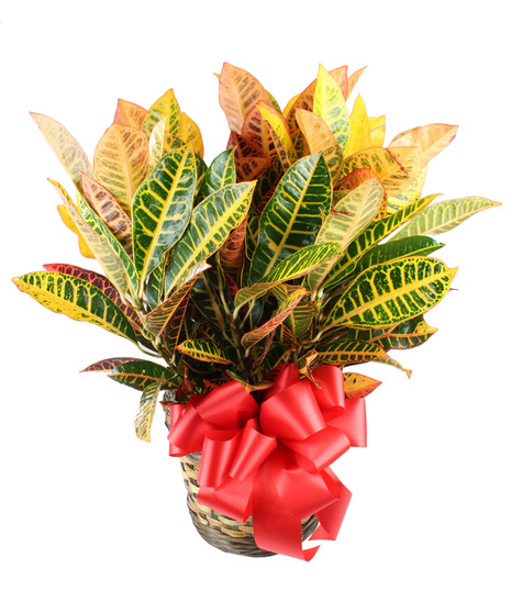 Croton Plant