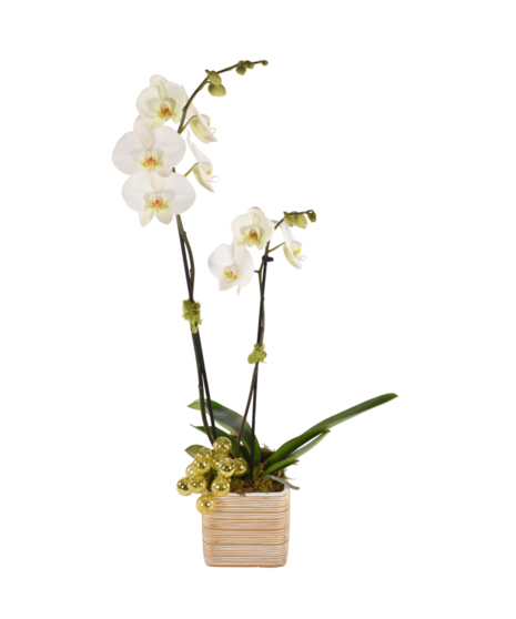 Holiday Bliss Double Stem Orchid